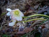 Fast waagrecht wachsende weiße Schneerosen Blüten